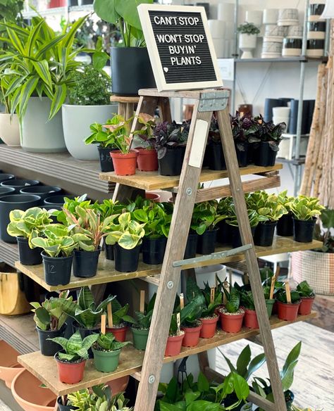 Open A Plant Shop, Plant Nursery Display Ideas, Plant Shop Pop Up, Plant Shop Ideas Inspiration, Plant Vendor Booth Display Ideas, Plant Vendor Booth, Book And Plant Store, Retail Plant Display Ideas, Plant Pop Up Shop Display Ideas