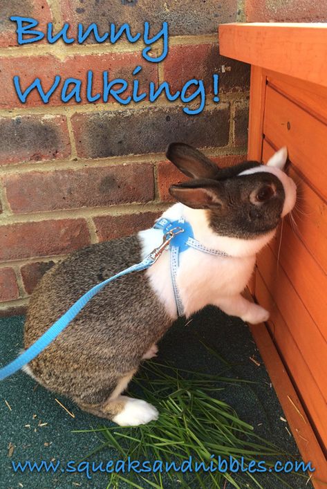 Rabbit On Leash, Dutch Bunnies, Bunny On Leash, Rabbit Leash, How To Take Care Of A Bunny, Bunny Leash, Why You Should Get A Bunny, How To Take Care Of A Bunny Tips, Rabbit Harness