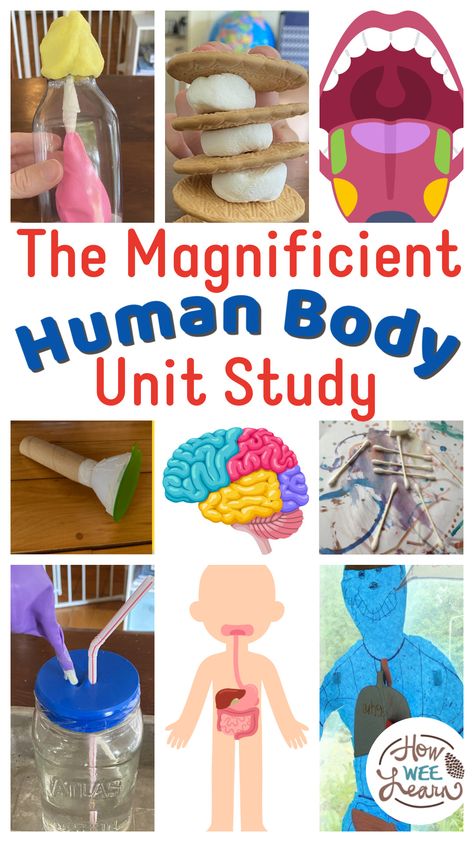 Homeschool Health Unit Study, Human Body Preschool Activities Science Experiments, Kindergarten Human Body Unit, Human Body Unit Study Kindergarten, Digestive System Activities For Kids, Human Anatomy Preschool, Muscular System Activities, Digestive System Activities, Digestive System Organs