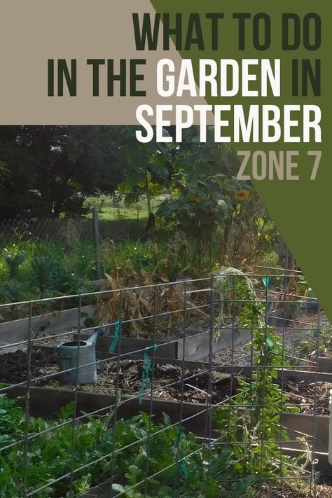 Fall Garden Zone 7b, Oklahoma Fall Garden, Zone 7 Fall Planting, Fall And Winter Garden Zone 7, Fall Vegetables To Plant Zone 7, Fall Gardening Zone 7, September Planting Guide Zone 7, Zone 7b Fall Planting, Fall Garden Vegetables For Zone 7