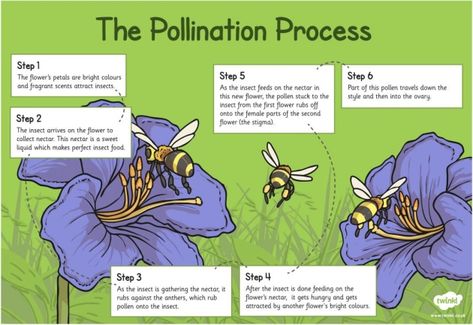 What is Pollination? - Twinkl Teaching Wiki Pollination Anchor Chart, Fruit Tree Pollination Chart, Pollination Craft, Pollination Worksheet, Pollination Activities For Kids, Pollination Activity, Flower Life Cycle, Plant Reproduction, Sensory Classroom