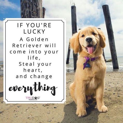 If you're lucky a golden retriever will come into your life, steal your heart and change everything. Chien Golden Retriever, Puppy Obedience Training, Positive Dog Training, Golden Retriever Mix, Basic Dog Training, Golden Puppy, Dog Training Advice, A Golden Retriever, Dog Training Videos