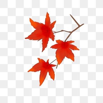 maple leaf,leaves,illustration,maple leaf illustration,hand drawn maple leaf,autumn leaves,green plant,red maple leaf,branch,plant,hand painted,leaf clipart,hand clipart,plant clipart,leaves clipart,autumn leaves clipart,fall leaves Japanese Maple Leaf Drawing, Maple Leaf Illustration, Maple Leaf Branch, Maple Leaf Clipart, Maple Leaf Drawing, Japanese Maple Bonsai, Plant Clipart, Red Maple Leaf, Instagram Covers