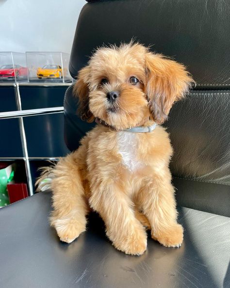 Doodle Doods on Instagram: Shih Poo Haircuts • Instagram Shihpoo Grooming Styles, Shih Poo Haircuts, Shihpoo Puppies, Shih Poo Puppies, Puppy Mom, Puppy Grooming, Shih Poo, Grooming Style, City Dog