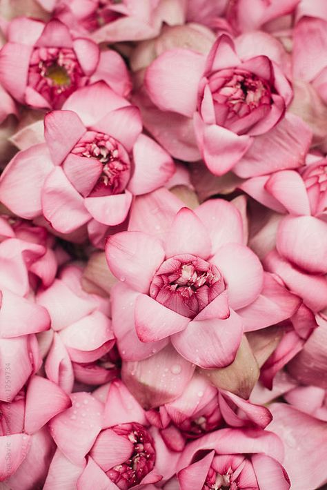 Bunch of pink lotus flowers from above. Lotus From Above, Flowers From Above, Desi Art, Pink Lotus Flower, Expensive Fashion, Yummy Comfort Food, Pink Lotus, White Lotus, Lotus Flowers