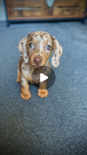 Mabel & Milly on Instagram: "When Mabel “Mabelled” Her first few weeks in our home were full of mischief and curiosity.  Also??? She stuck her teefs in everything 😵‍💫 Also?  I highly recommend @haevnmusic …… so dreamy  . #minidachshundpuppies #dachshund #puppy #minidachshund #puppiesofinstagram #puppylife" Mini Dapple Dachshund, Mini Weiner Dog, Mini Daschund, Dachshund Mix Puppies, Mini Dachshund Puppies, Daschund Puppies, Dapple Dachshund Puppy, Doxie Puppies, Baby Dachshund