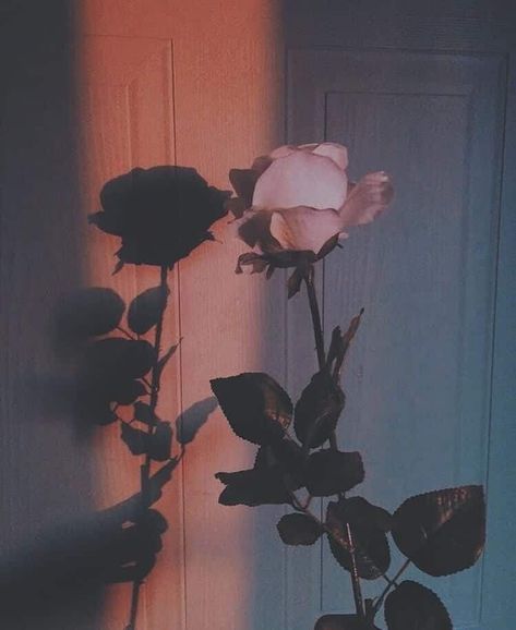 Self Worth – P E R S P E C T I V E Wallpaper Musik, Wallpaper Mawar, Wallpaper Estetika, Aesthetic Roses, Sunflower Wallpaper, Picture Collage Wall, Photo Wall Collage, Aesthetic Pastel Wallpaper, Tumblr Wallpaper