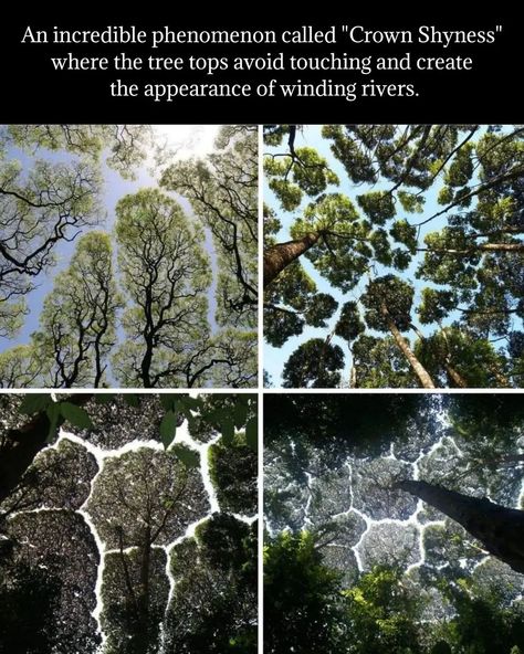 We the æther 道♡ॐ𓂀✝️☯️☸️☪️ on Instagram: “"Crown Shyness" is a natural phenomenon in some species of trees, where the upper branches of the forest avoid touching each other. The…” Crown Shyness, Anaerobic Respiration, Plant Classification, Harmful Insects, Marcus Tullius Cicero, Animal Classification, Time In Nature, Structure And Function, Breaking In