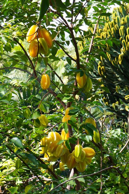 Tropical Fruit Trees Garden, African Mansion, Tropical Fruit Garden, Tropical Homestead, Fruit Bonsai, Tropical Fruit Trees, Tropical Farm, Tropical Gardening, Fruit Coffee