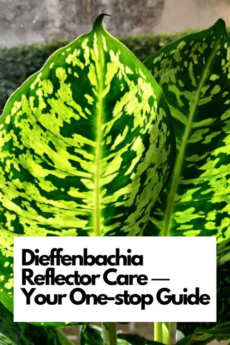 Delve into the world of Dieffenbachia Reflector care and unlock the secrets to nurturing this stunning plant. Learn about its ideal light conditions to enhance its glossy leaves and unique patterns. Discover the art of watering to keep your Dieffenbachia Reflector thriving without overwatering. IG Photo by: botanicyork Dieffenbachia Reflector, Dieffenbachia Care, Get Rid Of Flies, Neem Oil, Garden Soil, New Growth, Plant Species, Potting Soil, Succulent