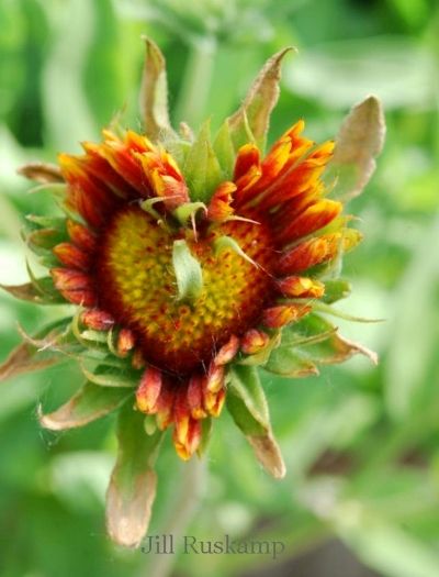 Jill Ruskamp's Indian Blanket heart Flea Market Gardening, Heart In Nature, Sunflower Hearts, I Love Heart, Happy Heart, Orange And Yellow, Heart Art, Wisteria, Love Flowers