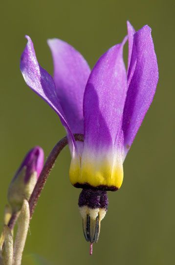 Shooting star flower, very cool.  I've only seen the pink shooting stars. Love them... Shooting Star Flower, Wildflower Identification, Montana Wildflowers, California Wildflowers, Gift From Heaven, Biome, Small Letters, Nature Garden, Shooting Star