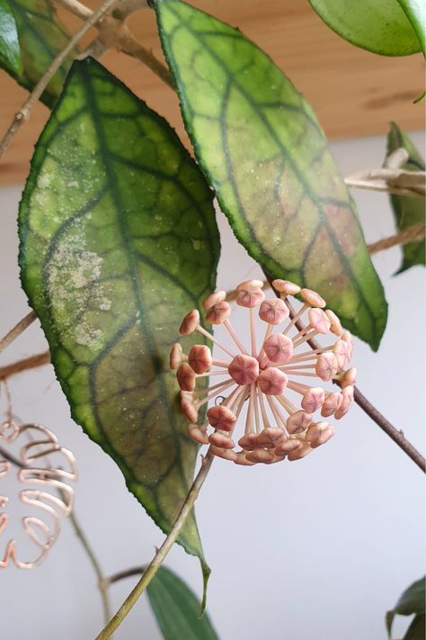 Hoya Finlaysonii cv. Lalia Foliage & Blooming Flower. I love the foliage of this plant better than the flowers. The flower smells like old lemons, but they are quite beautiful. #hoyaplant #easyplanttogrow Hoya Finlaysonii, Tropical Flower Plants, Easy Plants To Grow, Plant Identification, Flower Bud, Blooming Flowers, Tropical Flowers, Growing Plants, Succulent