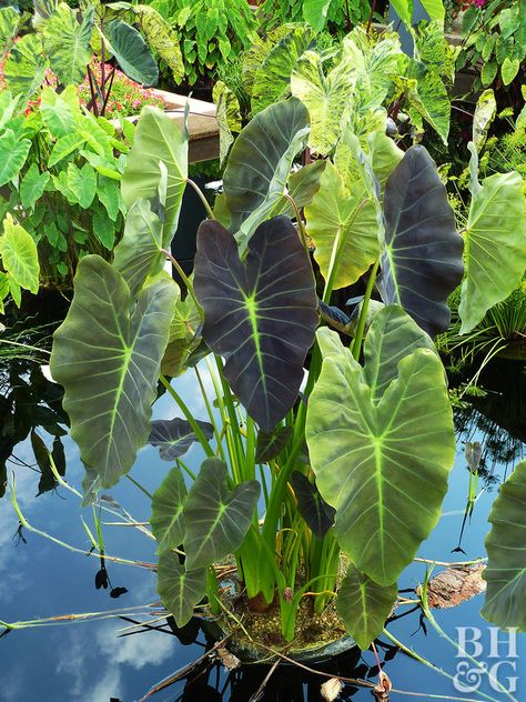 Plants For Water Gardens, Water Plants For Ponds, Water Garden Ideas, Water Garden Plants, Taro Plant, Fish Pond Gardens, Container Water Gardens, Bog Plants, Indoor Water Garden