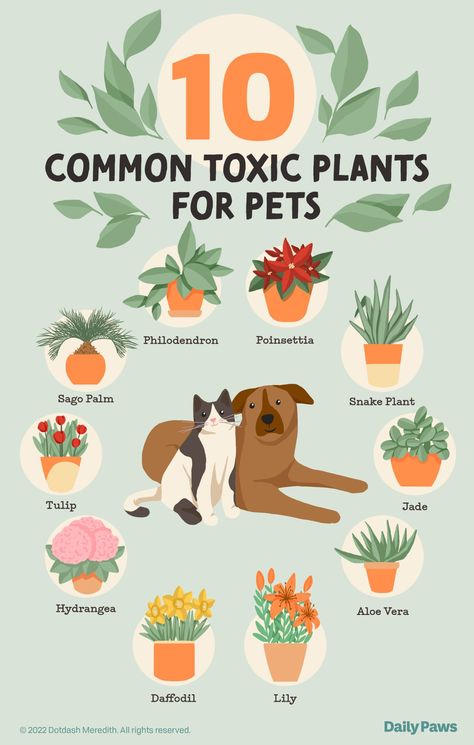 Hydrangeas Are Poisonous to Dogs, But Here's How to Keep Your Pooch Safe Around Them Dog Safe Plants, Toxic To Cats, Toxic Plants For Cats, Toxic Plants, Cat Plants, Poisonous Plants, Planting Hydrangeas, Plant Mom, Snake Plant