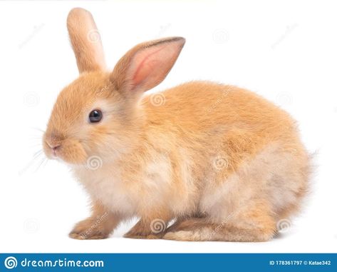 Photo about Red-Brown cute rabbit isolated on white background. Lovely young brown rabbit. Image of cute, creature, animal - 178361797 Rabbit Side View, Art Reference Cute, Rabbit Art For Kids, Rabbits Drawing, Drawing Rabbit, Rabbit Artwork, Art Rabbit, Rabbit Wallpaper, Rabbit Life