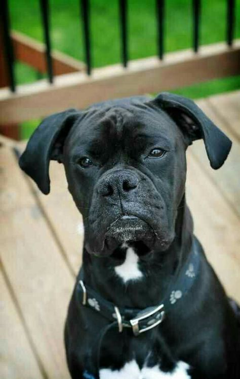 Those eyes! So much love. Reverse Brindle Boxer, Black Boxer Dog, Boxer Dogs Brindle, Brindle Boxer, Boxer Bulldog, Boxer Mom, Boxer And Baby, Cute Boxers, Boxer (dog)