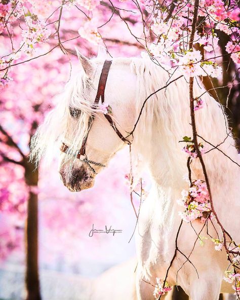 Beautiful Horses Photography, Cute Horse Pictures, Beautiful Horse Pictures, Horse Wallpaper, Equine Photographer, Most Beautiful Horses, Majestic Horse, All The Pretty Horses, White Horses