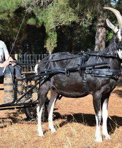 Mini Horse Tack, Tack Board, Treeless Saddle, Farm Work, Pub Design, Pony Horse, Mini Horse, Miniature Horse, Horses And Dogs