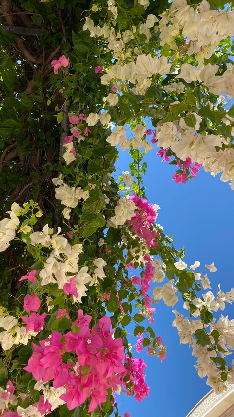 Wallpaper Estetika, Nothing But Flowers, Pretty Landscapes, Spring Wallpaper, Summer Wallpaper, Nature Aesthetic, Sky Aesthetic, Scenery Wallpaper, Flower Wallpaper