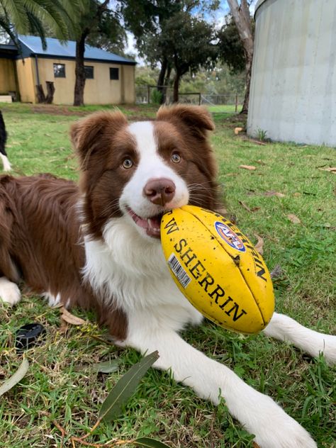 Dream Dog, Border Collies, Border Collie, Dogs Cats, Dog Breeds, Cute Dogs, Cute Animals, Puppies, I Want