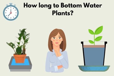 How Long to Bottom Water Plants: The Things to Look Out for How To Bottom Water Plants, Bottom Watering Plants, Flower Garden Ideas Backyard, Garden Ideas Indoor, Ideas Backyard Patio, Garden Ideas Backyard, Indoor Garden Apartment, Big Indoor Plants, Flower Garden Ideas