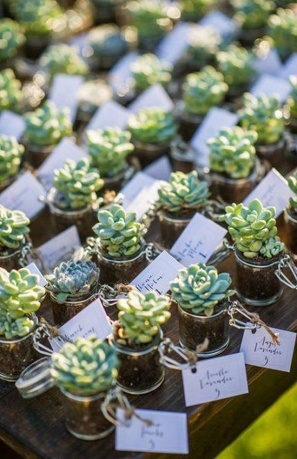 Celebrate your best day with succulents! The new trend is succulent wedding favors #wedding #succulent #giftideas #weddingfavors Kaktus Dan Sukulen, Summer Wedding Favors, Trendy Wedding Favors, Summer Wedding Diy, Succulent Wedding Favors, Succulent Favors, نباتات منزلية, Unique Favors, Succulent Wedding