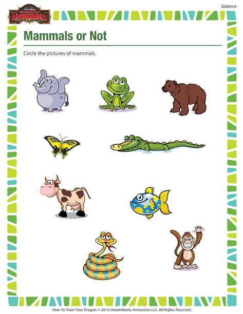 Mammals Or Not – Science Printable For Kindergarten On Mammals – School Of Dragons Mammals Worksheets For Kids, Mammals Worksheet, School Of Dragons, Mammals Activities, Printable Butterfly, Animal Classification, Printable School, Kindergarten Worksheets Printable, Natural Science