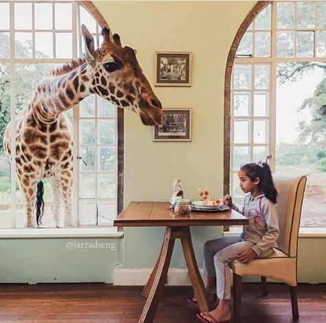 Eat Breakfast With Giraffes At This Unique Hotel Giraffe Manor Kenya, Giraffe Hotel, Giraffe Manor, Kenya Travel, Concept Shop, Shopping Design, A Giraffe, Travel List, Future Travel