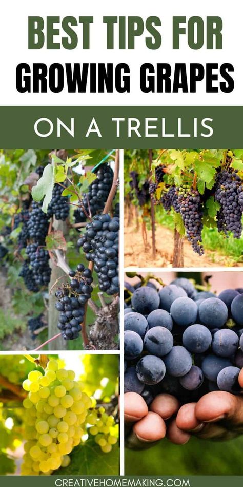 Create your own vineyard at home by mastering the art of growing grapes on a trellis. From selecting the perfect varieties to trellis design ideas, unleash your green thumb and savor the fruits of your labor. Concord Grapes Growing, Grape Growing Trellis, Backyard Vineyard, Backyard Trellis, Grape Vine Trellis, Grape Tree, Grape Trellis, Growing Raspberries, Vine Trellis