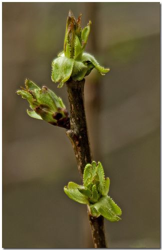 Signs of Spring Signs Of Spring, Spring Sign, Photo A Day, Spring Has Sprung, Early Spring, Spring Colors, Green And Brown, Spring Time, Bugs