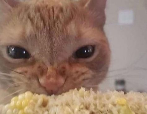 Cat Eating, Söt Katt, Angry Cat, Silly Cats Pictures, Corn On The Cob, Silly Animals, Cat Aesthetic, Funny Cute Cats, Silly Cats