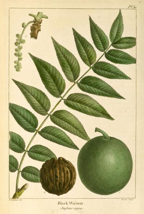 Juglans Nigra, Black Walnut Tree, Walnut Ink, Walnut Tree, Illustration Botanique, American Black Walnut, Plant Painting, Chapel Hill, Vintage Botanical