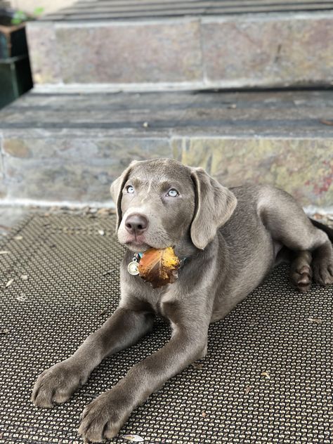 Charlee #silverlab #cutepuppies Gray Labrador, Silver Labrador Puppies, Grey Labrador, Charcoal Labrador, Silver Lab Puppies, Silver Labrador Retriever, Silver Labrador, Puppy Photography, Silver Lab