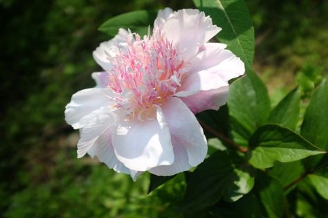 The peony Do Tell. Modern varieties have been bred as "shorter, stronger plants that are more weather-resistant," said Roy Klehm, a fourth-generation grower and breeder of peonies. Article from Denver Post Come And Go, Out Of Style, In The Garden, The Garden, Weather Resistant, Peonies, Denver, Plants, Flowers