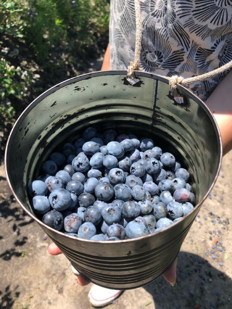 Maine Aesthetic Summer, New Jersey Aesthetic, Jersey Aesthetic, Picking Blueberries, Maine Aesthetic, Maine Summer, New England Summer, New England Aesthetic, Berry Picking