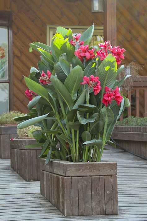 Large patio containers planted with Canna 'Rosita' create a beautiful screen of vibrant, vertical foliage and blooms. Lilly Garden Ideas, Canna Plants, Canna Lilly, Lilly Garden, Canna Lilies, Large Backyard Landscaping, Longfield Gardens, Unexpected Beauty, Vertical Screen