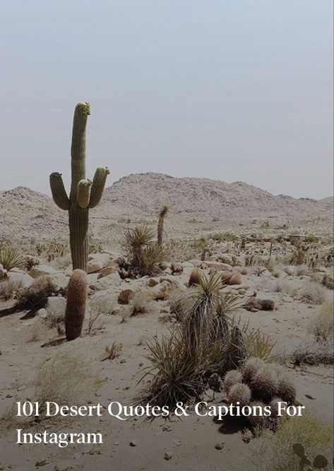 Short Nature Captions For Instagram, Desert Love Quotes, Desert Beauty Quotes, Caption For Desert Picture, Cactus Quotes Cactus Quotes Inspirational, Desert Captions For Instagram, Desert Quotes Instagram, Phrase Insta, Desert Life Quotes