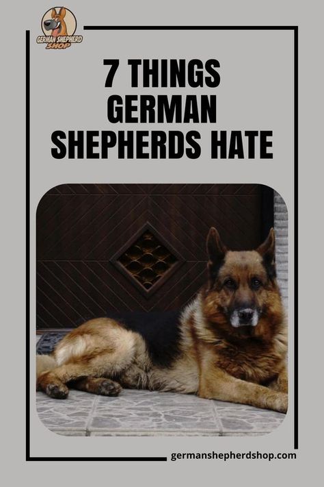 Full Grown German Shepherd, German Shepherd Must Haves, Training A German Shepherd, German Shepherd Laying Down, German Shepherd Collar, Training A German Shepherd Puppy, German Shepherd Training Tips, German Shepherd Dogs Puppy, Training German Shepherd Puppies