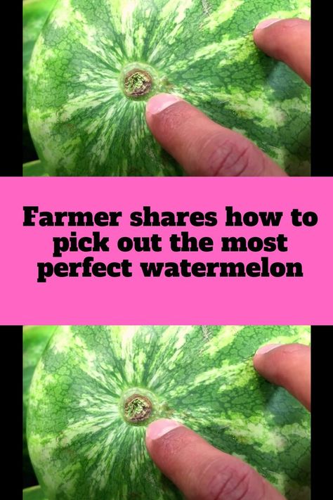 Farmer shares how to pick out the most perfect watermelon How To Pick The Perfect Watermelon, Good Watermelon How To Pick A, Picking A Watermelon, How To Pick A Watermelon Chart, How To Pick Watermelon, How To Pick A Sweet Watermelon, How To Pick A Good Watermelon, How To Tell If A Watermelon Is Good, How To Choose A Watermelon