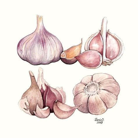 Vegetable Painting, Garlic Garlic, Watercolor Food, Fruit Art, Food Drawing, Watercolor Drawing, Fruit And Veg, Food Illustrations, Botanical Illustration