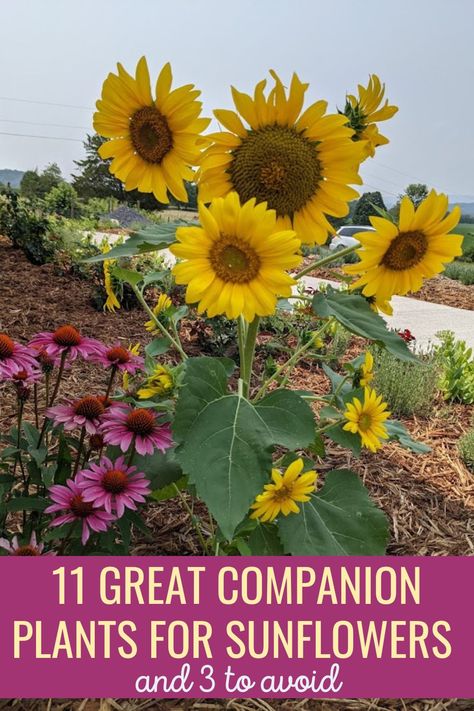 Small Sunflower Garden Ideas, Sunflowers Front Yard, Sunflowers In Garden Ideas, Sunflowers In The Garden, When To Plant Sunflowers Outside, Mammoth Sunflower Garden Ideas, Flowers That Go With Sunflowers, Sunflower Beds Garden, Sunflowers Garden Ideas