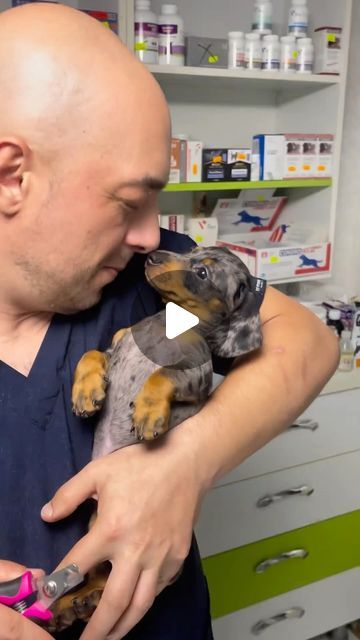 Dachshund dogys on Instagram: "What a cute vet visit☺️😍
•
#dachshund #dachshundsofinstagram #dachshunds #dachshundlove #dachshunddaily #dachshundlife #doxiesofinstagram #thedoxieworld #doxiepuppy #doxieworld #doxieofinstagram #doxielovers #doxies #featuremydoxie #doxiemix #doxiepoo #ilovemydoxie #doxiesrule #funny #cute #furbaby #dog #dogs #dogsofinsta" Silver Dapple Dachshund, Doxie Puppies, Dapple Dachshund, Gift From Heaven, Dachshund Love, Funny Cute, Dachshund, Fur Babies, Dogs