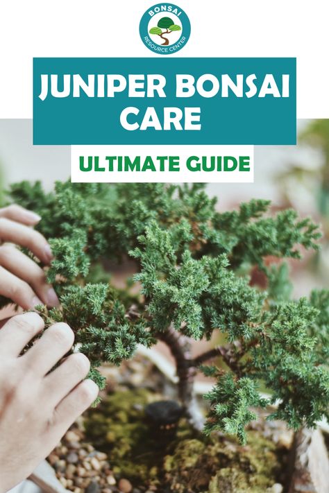 Bonsai Tree Juniper, Bonsai Outdoor Garden, Juniper Bonsai Tree Care, Bonsai Care Tips, Bonsai Juniper Tree, Bonsai Tree Care Indoor, How To Care For Bonsai Tree, Bonsai Maintenance, Bonsai Tips