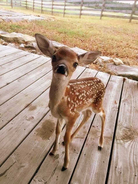 Rob Clarke on Twitter: "My lil visitor finally ate some apple out of my hand this morning ..almost licked my skin off too 🤣😂😁… " Regnul Animal, Baby Deer, Cute Animal Pictures, Sweet Animals, Animal Photo, Cute Little Animals, Animals Friends, Spirit Animal, Beautiful Creatures