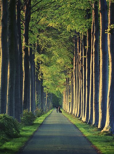 Tree Tunnel, Beautiful Roads, Tall Trees, Tree Photography, Alam Yang Indah, Beautiful Tree, Beautiful World, A Tree, Beautiful Landscapes