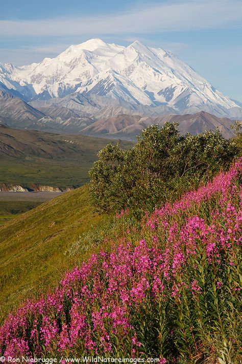 Summer Landscape Picture Mt Mckinley Alaska, Alaska Summer Aesthetic, Alaskan Landscape, Alaskan Summer, Alaska Landscape, Alaska Life, Alaska Summer, Alaska Pictures, Alaska Photography