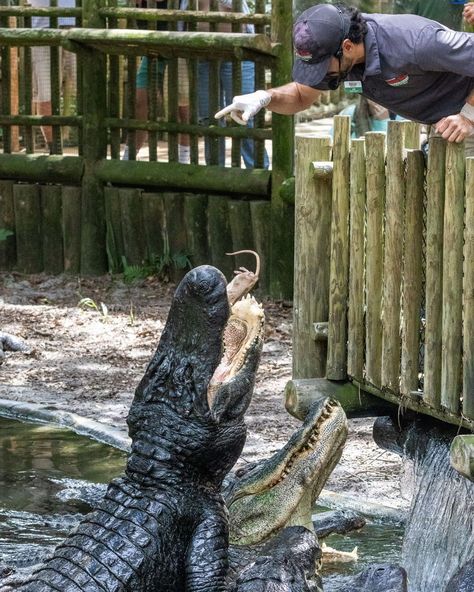 Fun to see in photos, even better to experience in person! 🐊 🐊 🐊 Feeding shows happen all over the Zoo: from the center Lagoon, to the Rookery and Swamp, to the Nile crocodiles in the Oasis, and Maximo, our giant Saltwater crocodile. Something you just have to see for yourself! #alligators #crocodiles #funthingstodo #staugustine #explorestaugustine #staugalligatorfarm #alligatorfarm #staugustinealligatorfarm #stauglocals Nile Crocodile, Saltwater Crocodile, Zip Lining, The Oasis, Nature And Wildlife, Crocodiles, The Nile, Nature Illustration, The Zoo