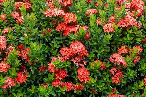 Soka flower ixora coccinea jungle gerani... | Premium Photo #Freepik #photo #fresh-flowers #beautiful-flowers #spring-nature #natural-flower Jungle Geranium, Ixora Coccinea, Gold Bokeh, Happy 11th Birthday, Happy 12th Birthday, Party Frame, One Year Birthday, Turquoise Background, Flowers Beautiful