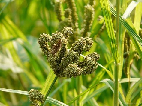 Millet Plant, Finger Millet, Seed Starting Mix, Alternative Lifestyle, Flower Stem, Plant Spacing, Natural Health Tips, Grass Seed, Organic Seeds